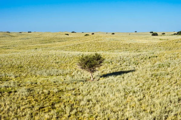 Een Kleine Struik Steppe Met Een Helderblauwe Lucht Aan Horizon — Stockfoto