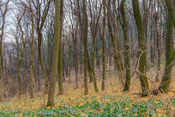 Beau Plan Forêt Automne — Photo