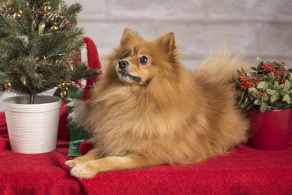 Közelkép Egy Imádnivaló Barna Pomerániai Spitzről Karácsonyi Díszítéssel Körülvéve — Stock Fotó