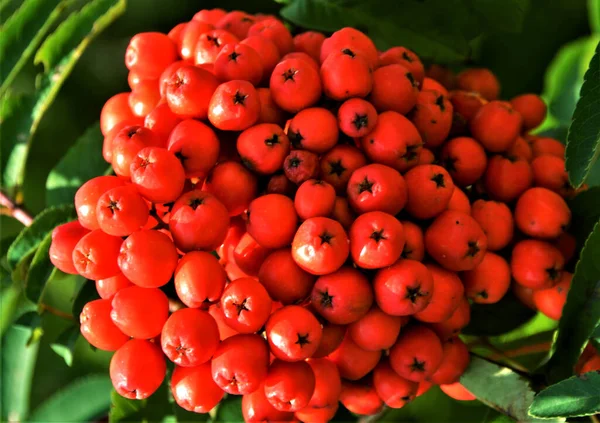 Sebuah Cluster Rowan Merah Dengan Buah Matang Sorbus Aucuparia — Stok Foto