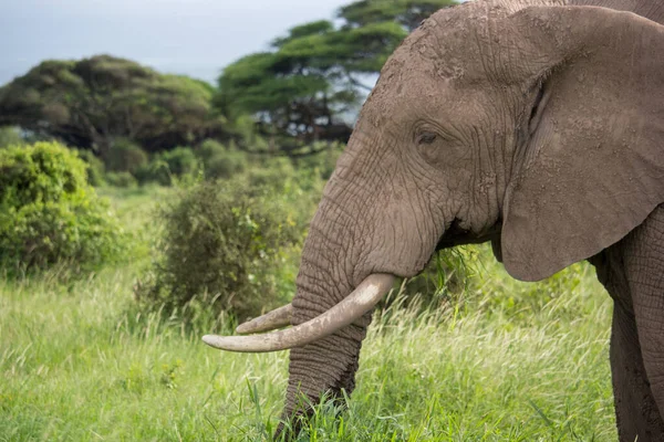 Bir Fille Güzel Bir Safari Sahnesi — Stok fotoğraf