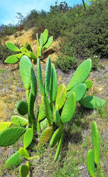 Indian Fig Opuntia Cactus Species Growing Fie — Stock Photo, Image
