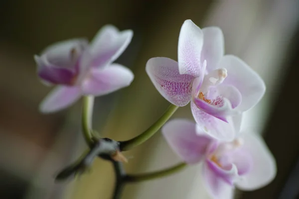 Foco Raso Flores Delicadas Orquídeas Perfeito Para Papéis Parede — Fotografia de Stock