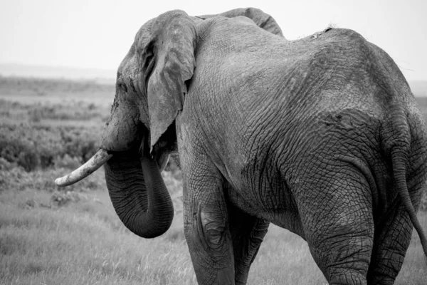 Tiro Tons Cinza Elefante — Fotografia de Stock
