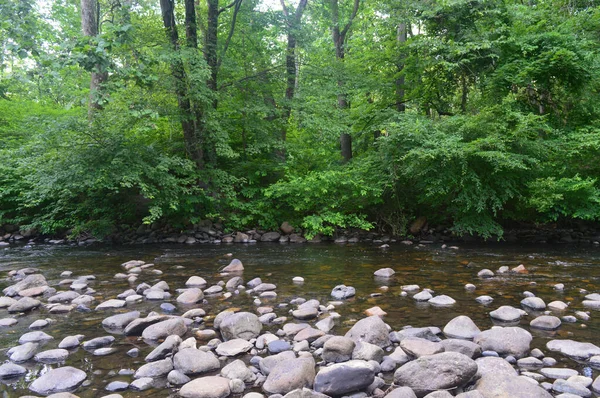 Plano Horizontal Los Árboles Cerca Río Suave Lleno Piedras — Foto de Stock