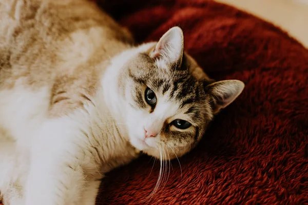 Yumuşak Yastığın Üzerinde Yatan Sevimli Tüylü Bir Kedinin Yakın Plan — Stok fotoğraf
