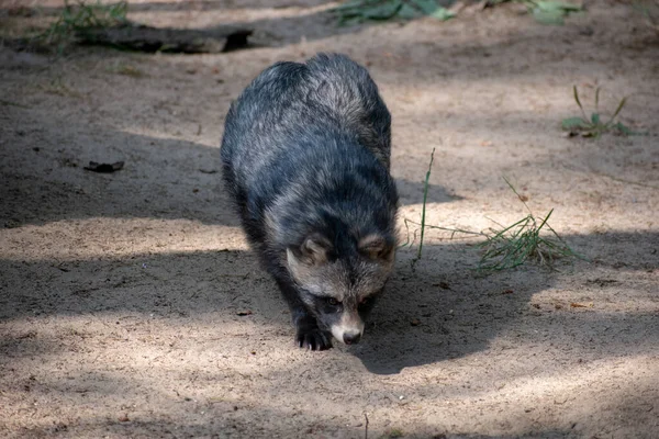 Seekor Anjing Rakun Ditangkap Wildpark Schwarze Berge Dekat Hamburg — Stok Foto