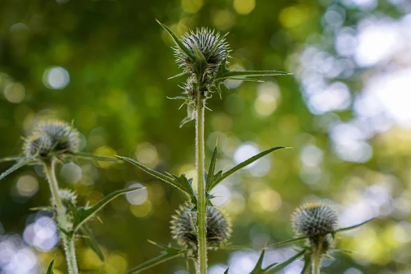 Enfoque Selectivo Del Cardo Creciente Con Sus Puntas Afiladas Naturaleza — Foto de Stock