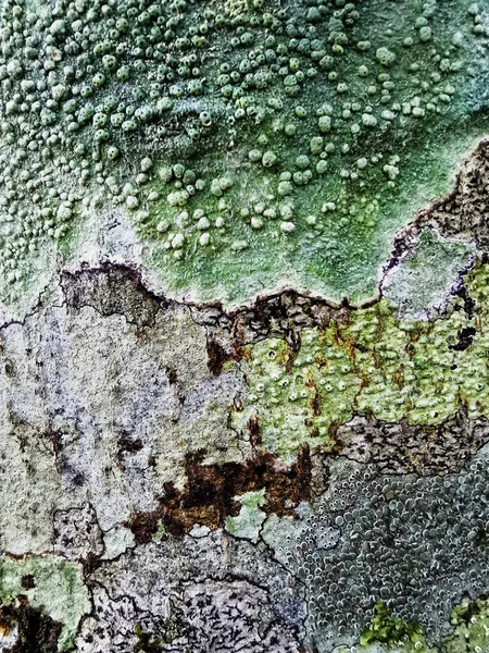 Closeup Pertusaria Warty Crustose Lichens — Stock Photo, Image