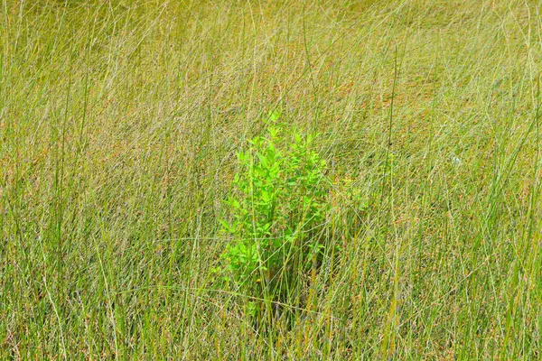 Grüne Pflanze Wächst Einem Sonnigen Tag Auf Dem Feld — Stockfoto