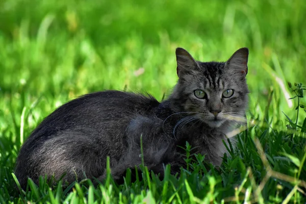 Tiro Foco Seletivo Gato Cinza Deitado Grama — Fotografia de Stock