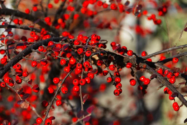 Branche Avec Des Baies Aubépine Une Graine Une Seule Graine — Photo