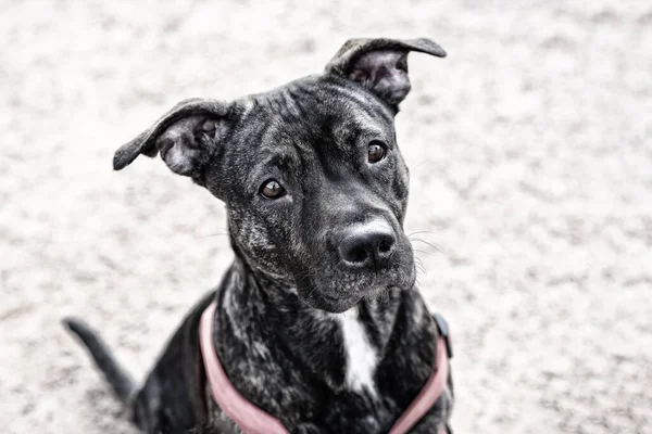 Closeup Shot Attentive Black Dog — Stock Photo, Image