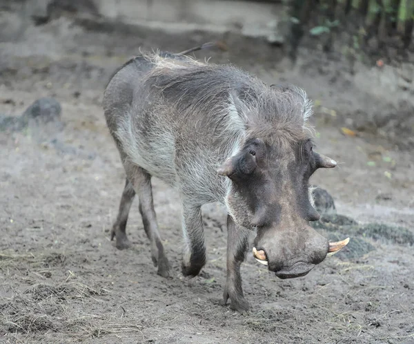 在阴郁的一天 一只普通的疣猪在田野里散步的景象 — 图库照片