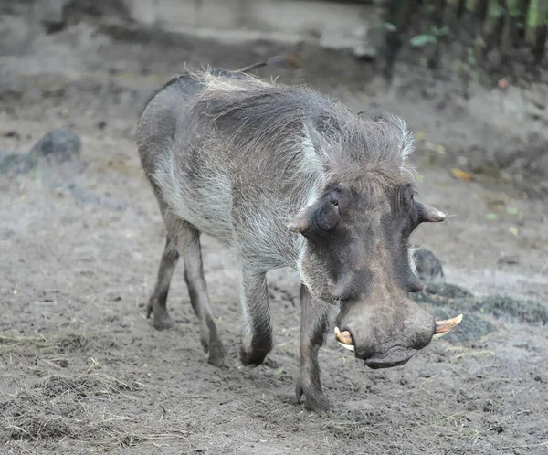 Een Uitzicht Van Een Gewone Wrattenzwijn Lopend Het Veld Een — Stockfoto