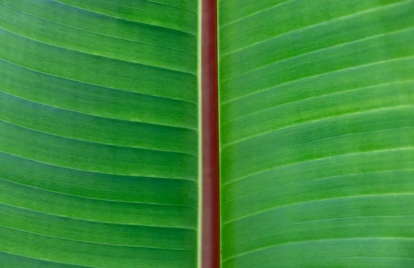 Primer Plano Una Hoja Plátano Verde —  Fotos de Stock