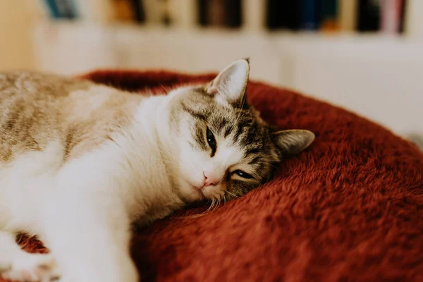 Yumuşak Yastığın Üzerinde Yatan Sevimli Tüylü Bir Kedinin Yakın Plan — Stok fotoğraf