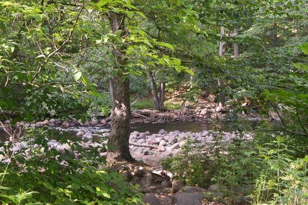 Colpo Orizzontale Degli Alberi Vicino Fiume Mite Pieno Pietre — Foto Stock