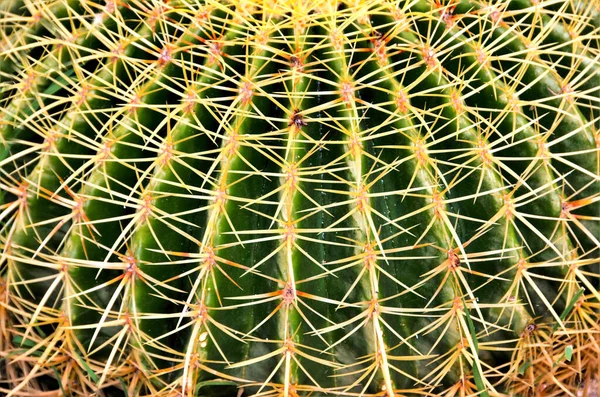 Barel Kaktus Endemický Pro Mexiko Hladká Textura Kaktusových Ostnů — Stock fotografie