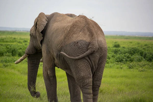 Une Belle Scène Safari Avec Éléphant — Photo