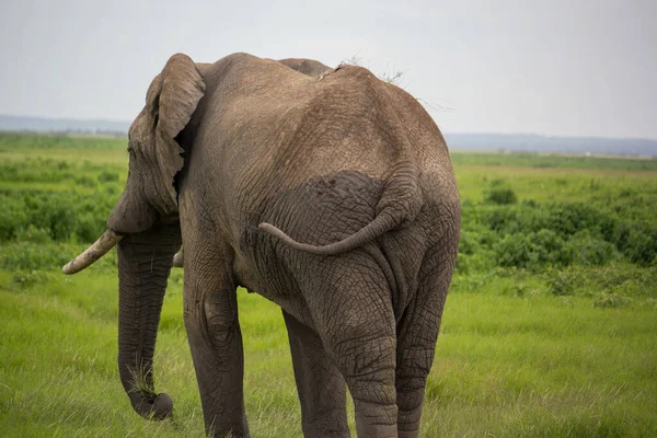 Uma Bela Cena Safári Com Elefante — Fotografia de Stock