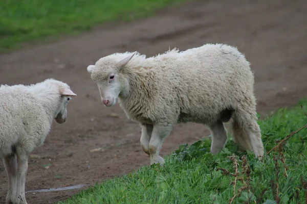 在模糊的背景下 一只小小的白色可爱的羊在田野里散步的景象 — 图库照片
