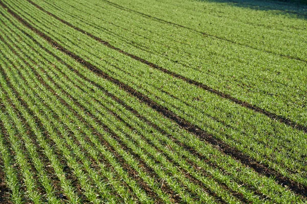 Groene Wintertarweveld Een Zonnige Dag — Stockfoto