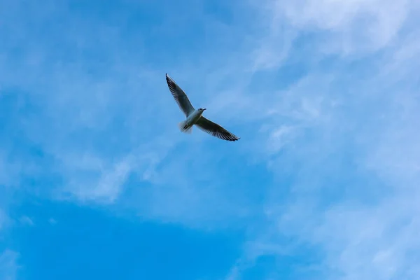 Ein Vogel Fliegt Hoch Den Himmel — Stockfoto