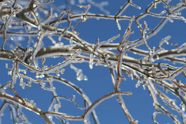 Крупним Планом Гілки Покриті Морозним Днем Чистої Зими — стокове фото