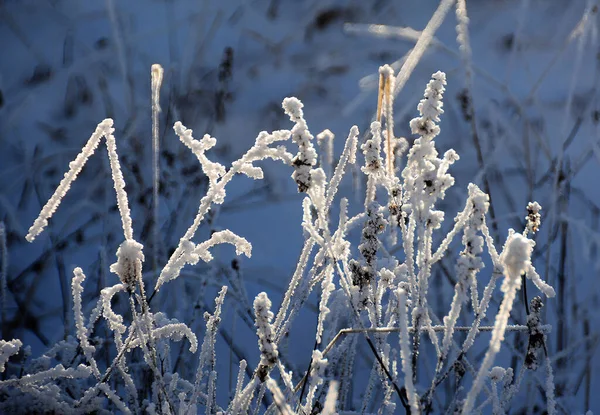 Horizontal Shot Frost Covered Grass Shining — Stock Photo, Image