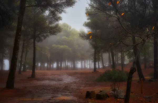 Una Fascinante Foto Hermosos Árboles Otoño Gran Canaria Islas Canarias — Foto de Stock