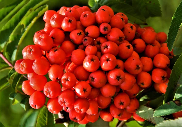 Detailní Záběr Červených Zralých Bobulí Sorbus Aucuparia Rwanu Nebo Horského — Stock fotografie