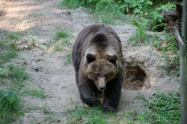 Oso Lindo Caminando Sobre Las Rocas — Foto de Stock