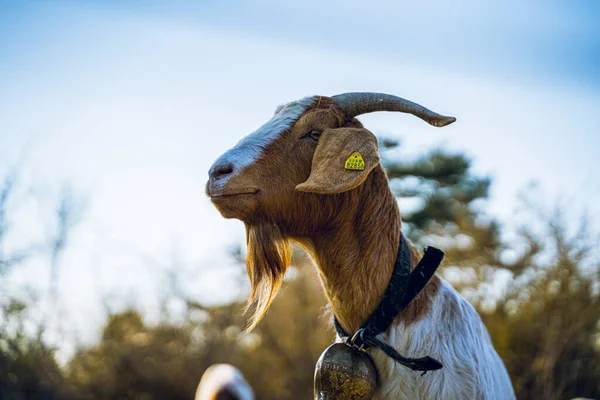 Primer Plano Una Cabra Con Número Oreja Cuello Cuello — Foto de Stock