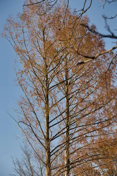 Colpo Verticale Angolo Basso Albero Alto Catturato Durante — Foto Stock