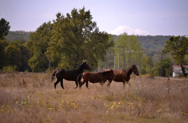 Trois Chevaux Qui Courent Dans Paysage Rural Entouré — Photo