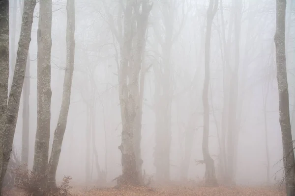 Paysage Dans Une Forêt Sans Feuilles Avec Brouillard — Photo