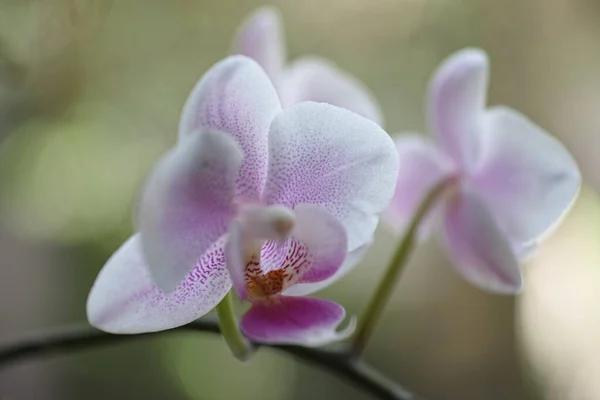 Foco Raso Flores Delicadas Orquídeas Perfeito Para Papéis Parede — Fotografia de Stock