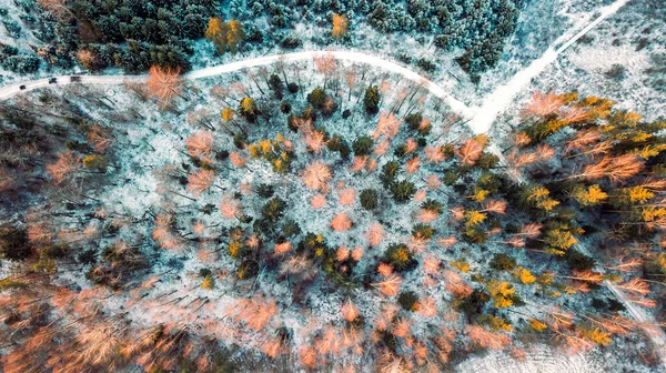 Antenn Ovanifrån Frostig Skog Landskap Täckt Med Färgglada Träd — Stockfoto