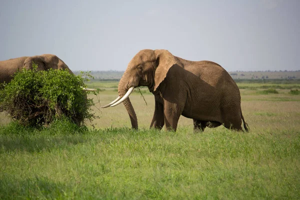 Une Belle Scène Safari Avec Des Éléphants — Photo