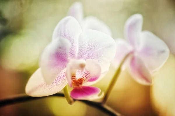 Foco Raso Flores Delicadas Orquídeas Perfeito Para Papéis Parede — Fotografia de Stock