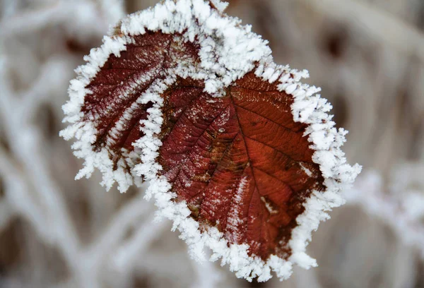 Vodorovný Záběr Mrazem Pokrytého Podzimního Listí První Sníh — Stock fotografie