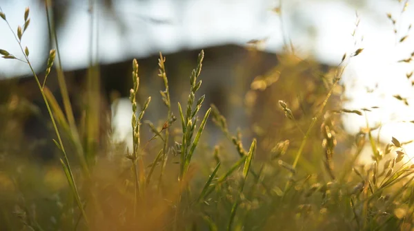 Enfoque Selectivo Cultivo Hierba Bajo Luz Del Sol — Foto de Stock