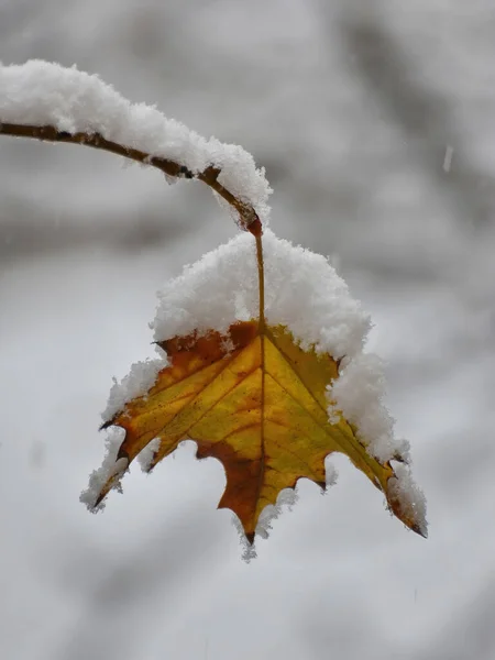 Żółty Liść Gałęzi Drzewa Pokrytej Śniegiem — Zdjęcie stockowe