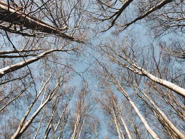 Низькокутний Знімок Високих Сміливих Дерев Лісі Взимку Блакитним Небом — стокове фото