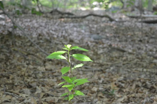 Detailní Záběr Malé Rostliny Hromadě Listů Lese — Stock fotografie