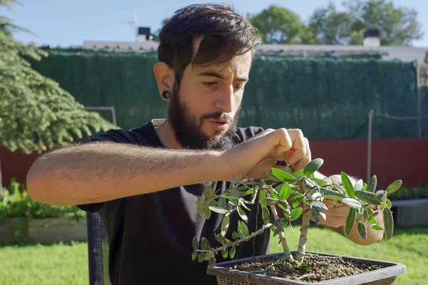 Jardinero Masculino Cuidando Del Árbol Del Bonsái —  Fotos de Stock