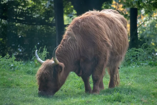 野原での褐色の牛の放牧 — ストック写真