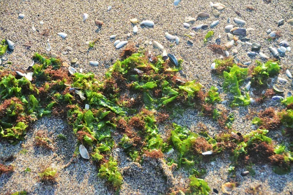 沙滩上的海藻特写 背沟里的鹅卵石 — 图库照片