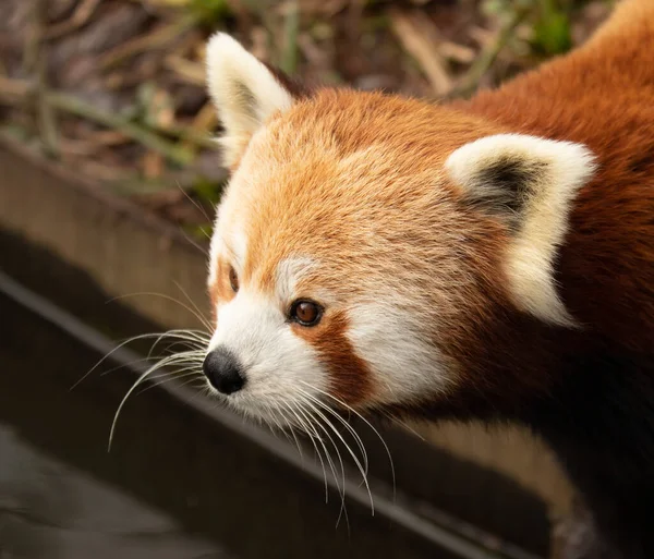 Portrét Roztomilé Červené Pandy — Stock fotografie